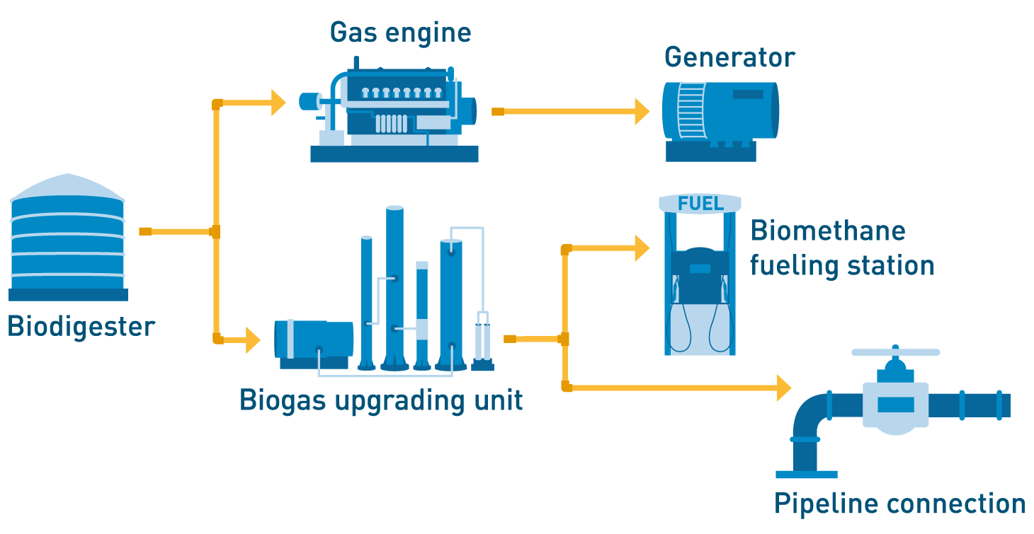  The diagram shows how manure or leftover food are processed to create biomethane.