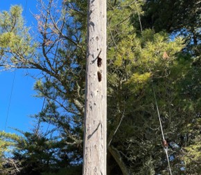 An image of woodpecker holes on a poleline