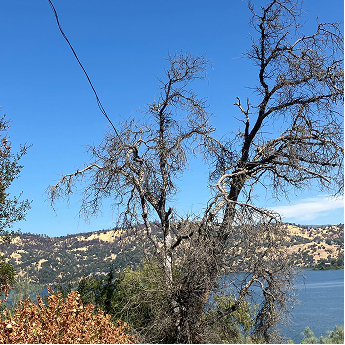 Hazard tree