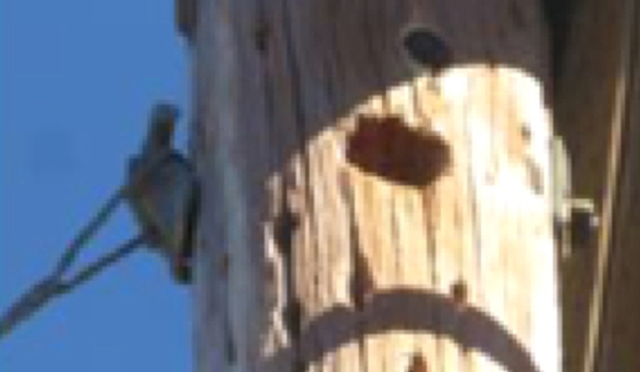 Malalaki at maliliit na butas sa poste ng kuryente na dulot ng mga woodpecker.
