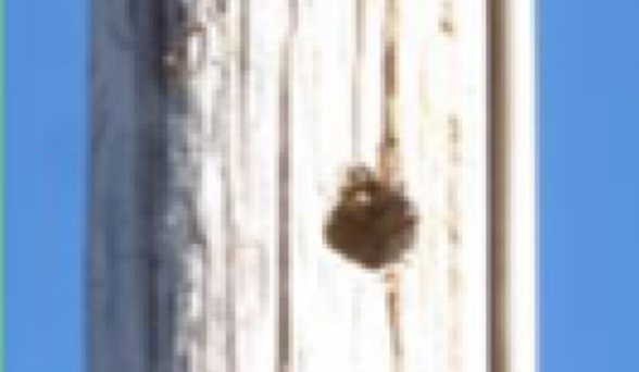 Malalaking butas sa poste ng kuryente na dulot ng mga woodpecker.