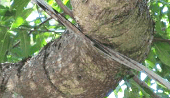 Sangang dumadagan sa isang linya ng kuryente