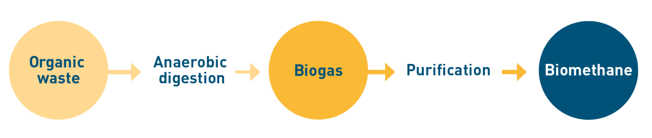 Biomethane is a 100% renewable energy source which is produced from organic matter like agricultural crops, forestry waste, wooden construction waste, and manure. Major sources of biomethane are non-hazardous landfills, dairies, wastewater treatment plants and other organic sources.