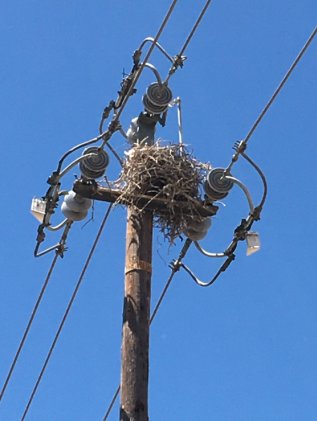 A birdsnest on top of a powerline