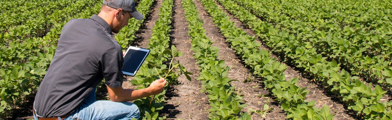 persona encuestando vegetación