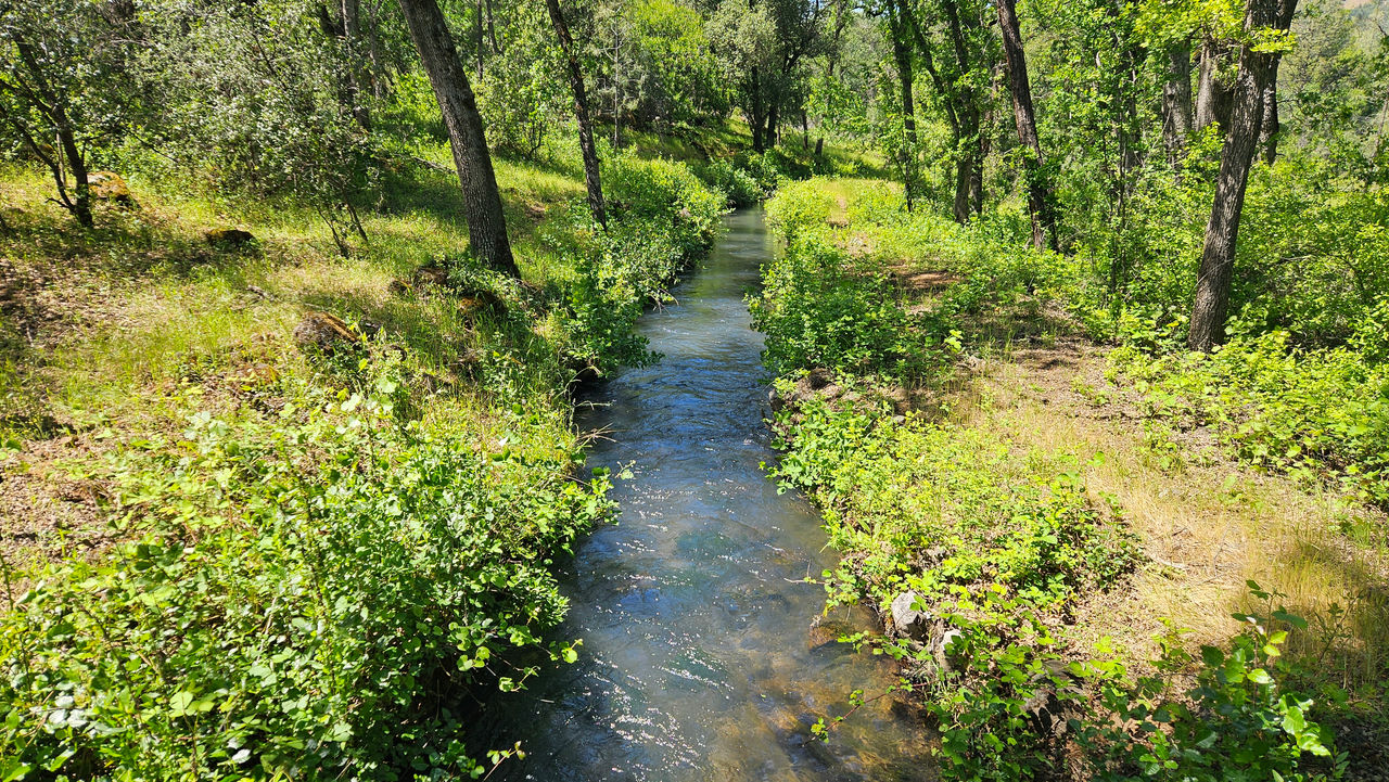 A stream running through a forest