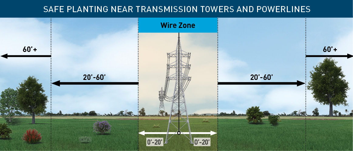 Safe planting near transmission towers and powerlines