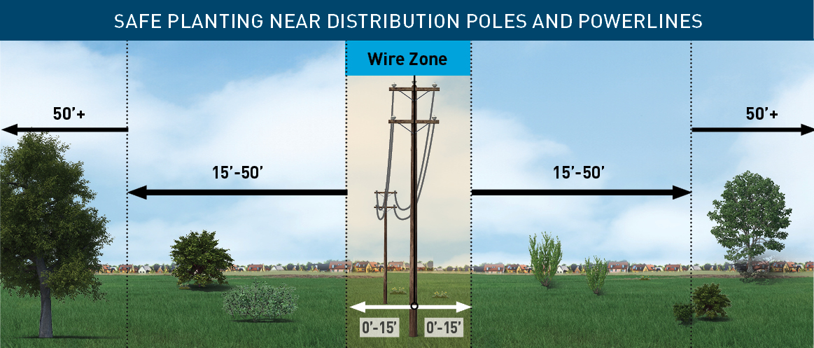 An image shows the safe distances for planting near distribution poles and powerlines