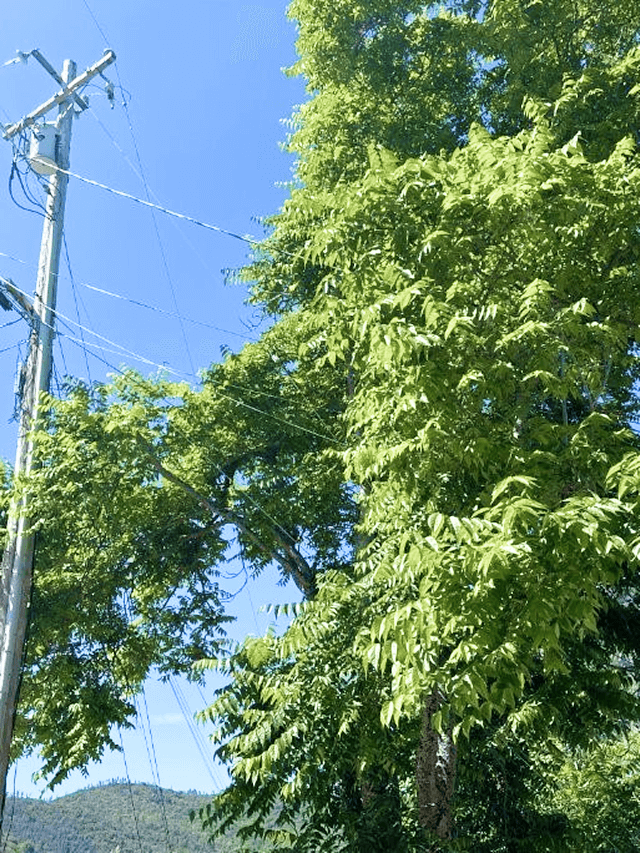 Tall tree branches causing strain or abrasion to Secondary lines.