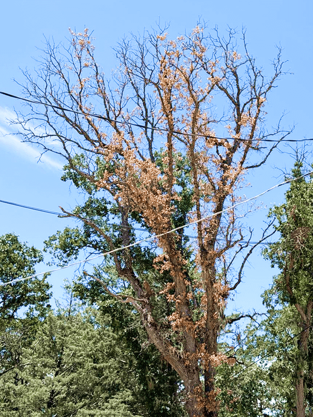 Dead and dying tree branches growing within striking distance of PG&E assets.
