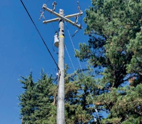 Newly installed pole without woodpecker holes