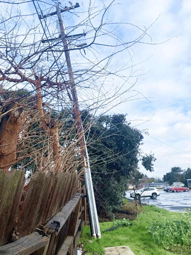 A leaning powerline pole interfering with nearby growing vegetation.