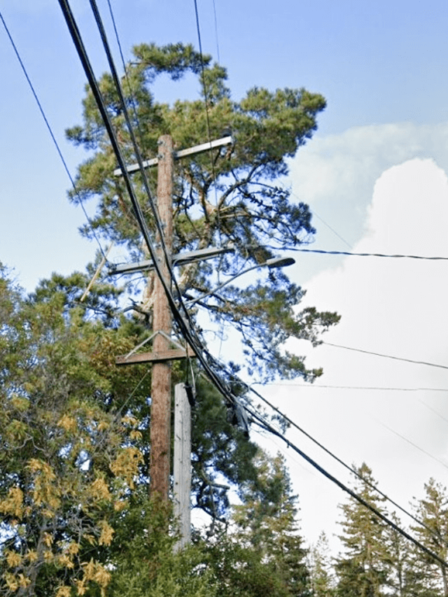 A powerline pole clear from tree branches interfering with a Primary line.
