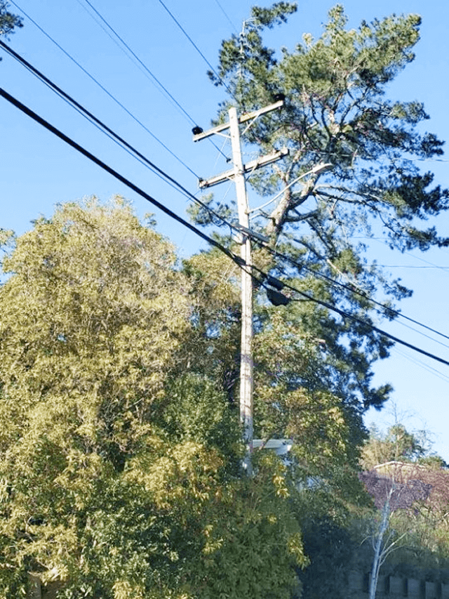Tree branches growing within 4 inches of a Primary line.