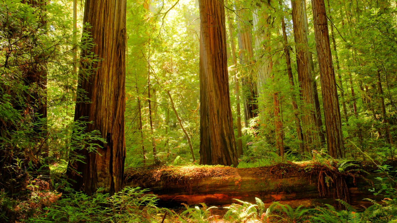 Mga puno ng redwood sa isang masukal na kagubatan. Sumikat ang araw sa mga halaman sa mga puno.