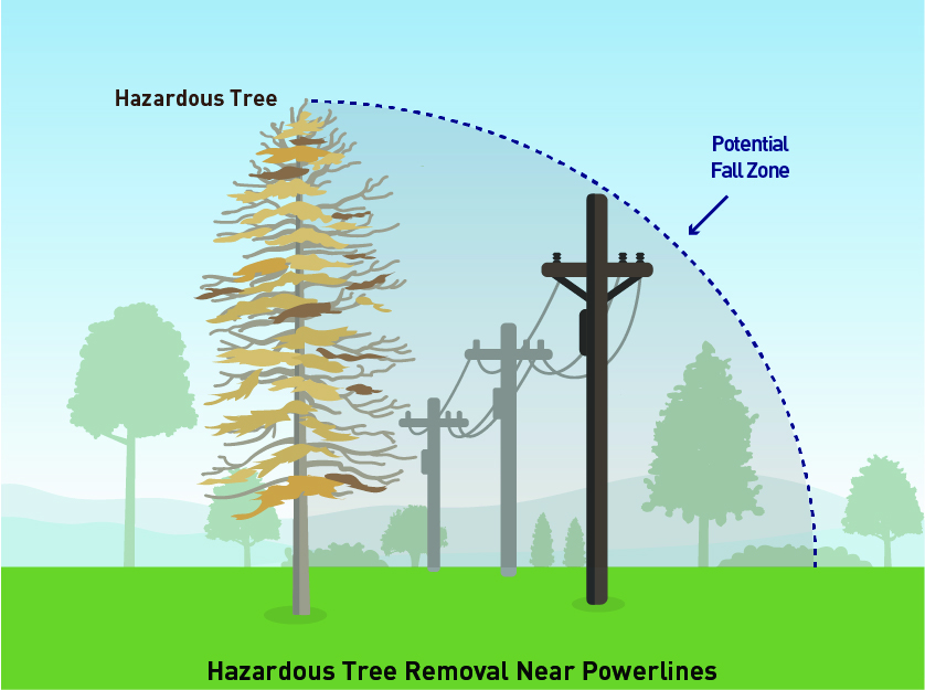 Illustrated graphic showing utility poles and powerlines with the fall path of a decaying hazardous tree.